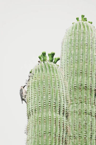 Minimalist Photography: Gila Woodpecker by Apryl Roland