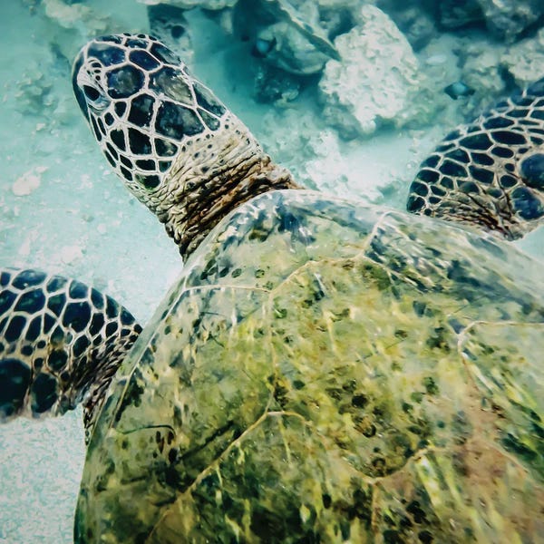 Honolulu: Honu by Apryl Roland
