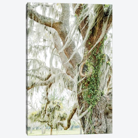 Savannah Tree Canvas Print #PPU89} by Apryl Roland Art Print