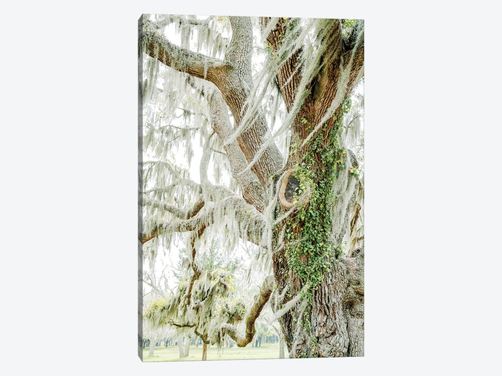 Savannah Tree by Apryl Roland 1-piece Canvas Wall Art