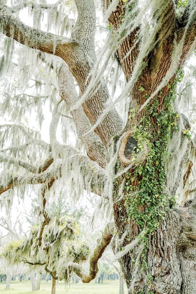 Moss: Savannah Tree by Apryl Roland