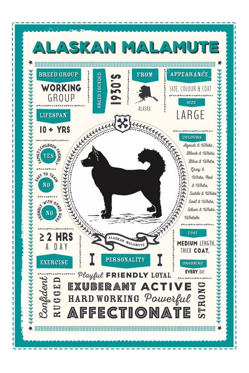 Alaskan Malamute Infographic Blue by PaperPaintPixels wall art