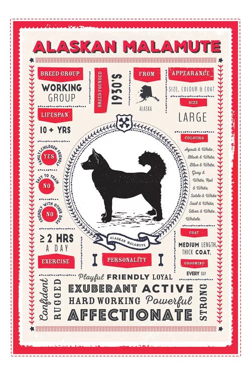Alaskan Malamute Infographic Red by PaperPaintPixels wall art