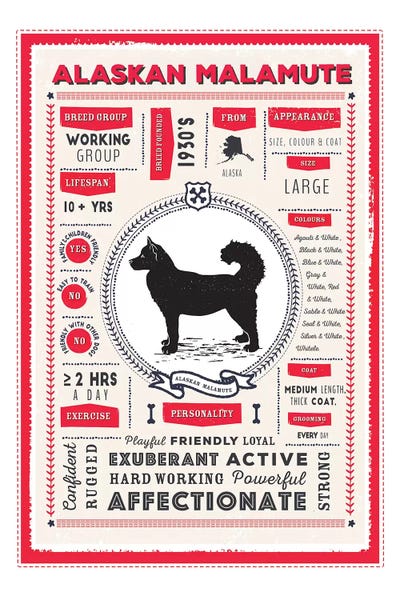 Alaskan Malamute Infographic Red