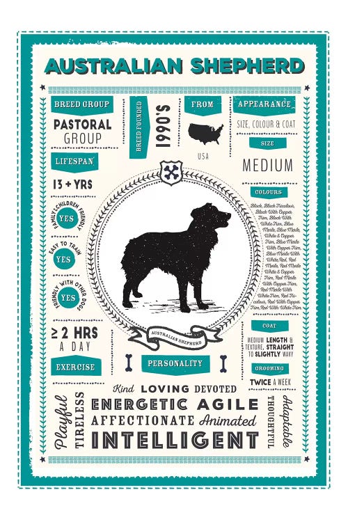 Australian Shepherd Infographic Blue by PaperPaintPixels wall art
