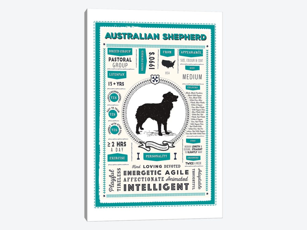 Australian Shepherd Infographic Blue by PaperPaintPixels 1-piece Canvas Art