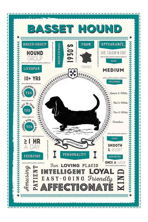 Basset Hound Infographic Blue by PaperPaintPixels wall art