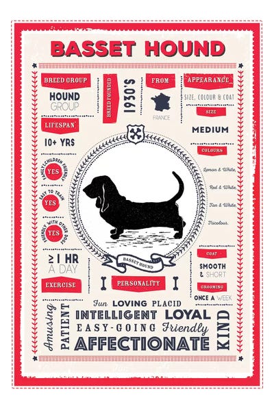 Basset Hound Infographic Red by PaperPaintPixels metal wall art