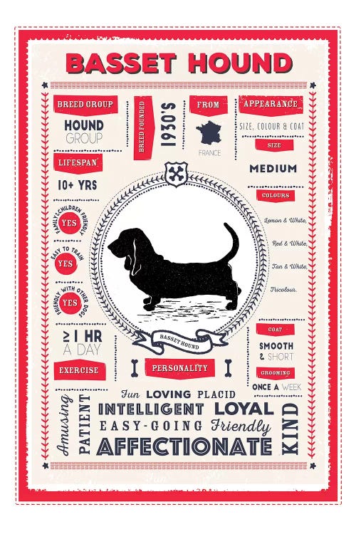 Basset Hound Infographic Red