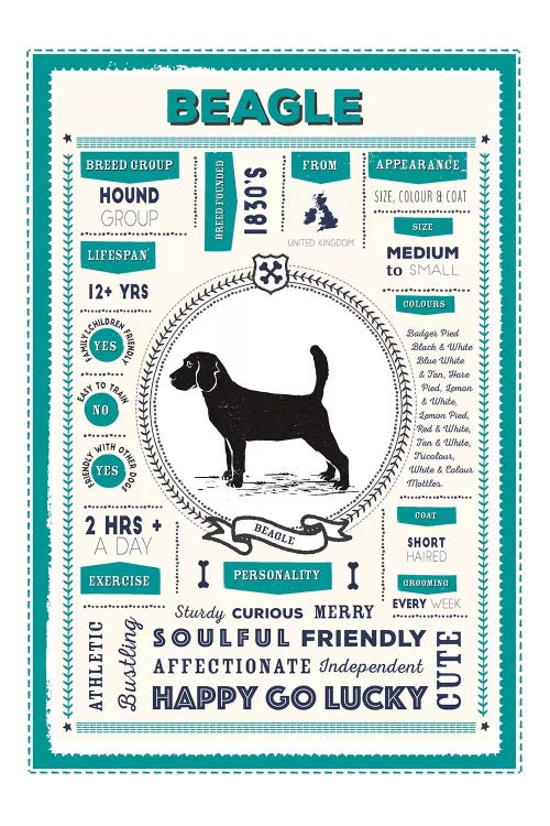 Beagle Infographic Blue