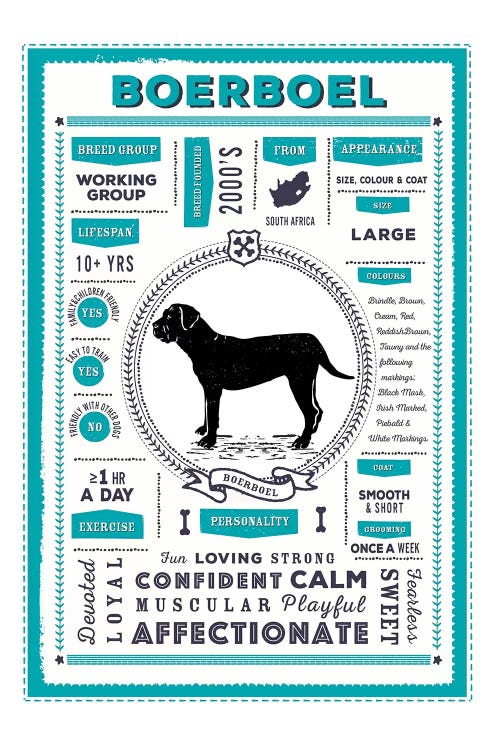 Boerboel Infographic Blue by PaperPaintPixels wall art