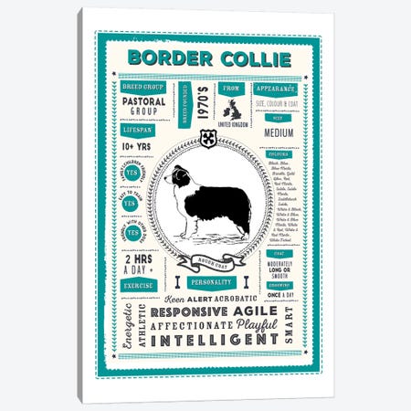 Border Collie - Rough Coat Infographic Blue Canvas Print #PPX190} by PaperPaintPixels Canvas Wall Art