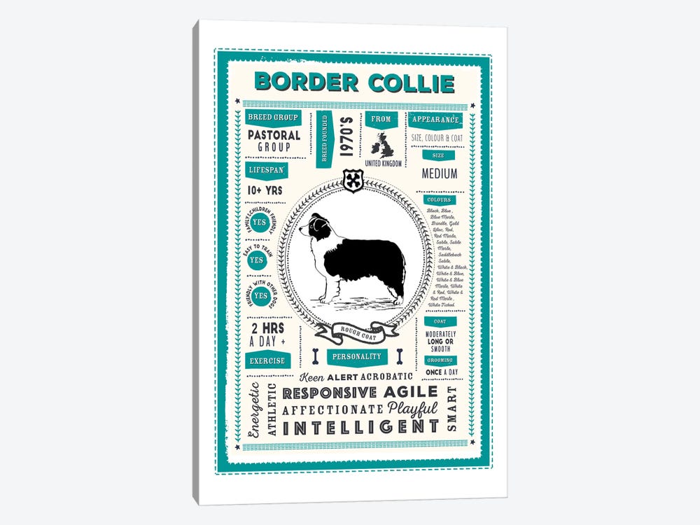 Border Collie - Rough Coat Infographic Blue by PaperPaintPixels 1-piece Canvas Print