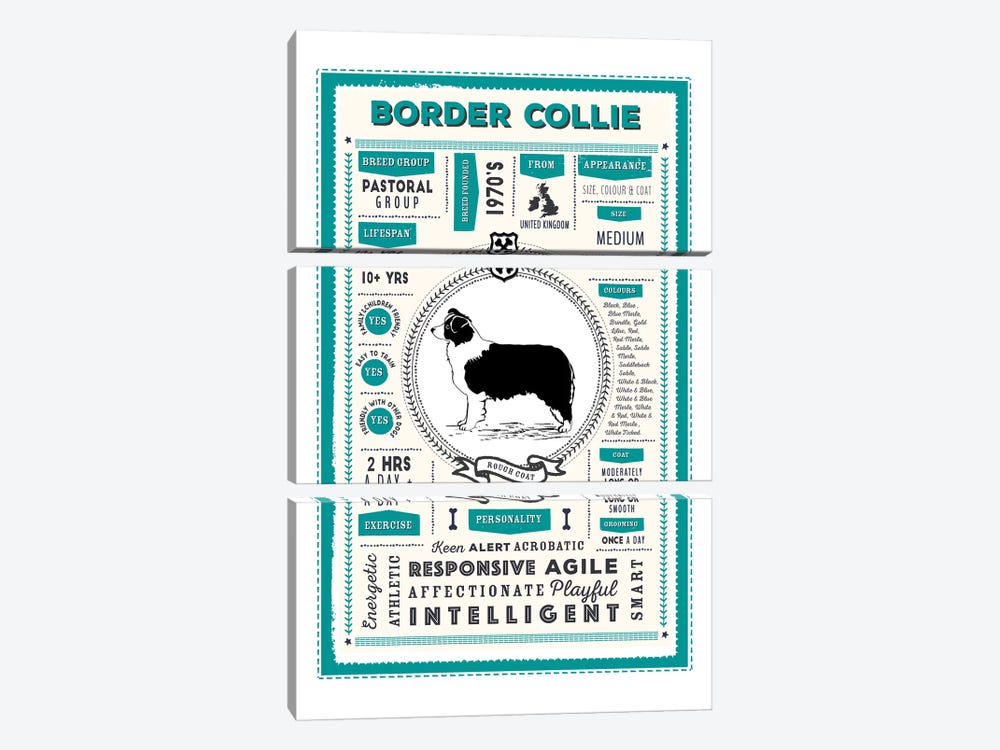 Border Collie - Rough Coat Infographic Blue by PaperPaintPixels 3-piece Canvas Print