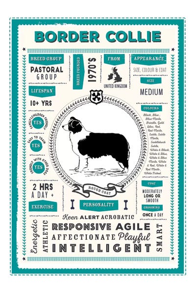 Border Collies: Border Collie - Blue Rough Coat Infographic Blue by PaperPaintPixels