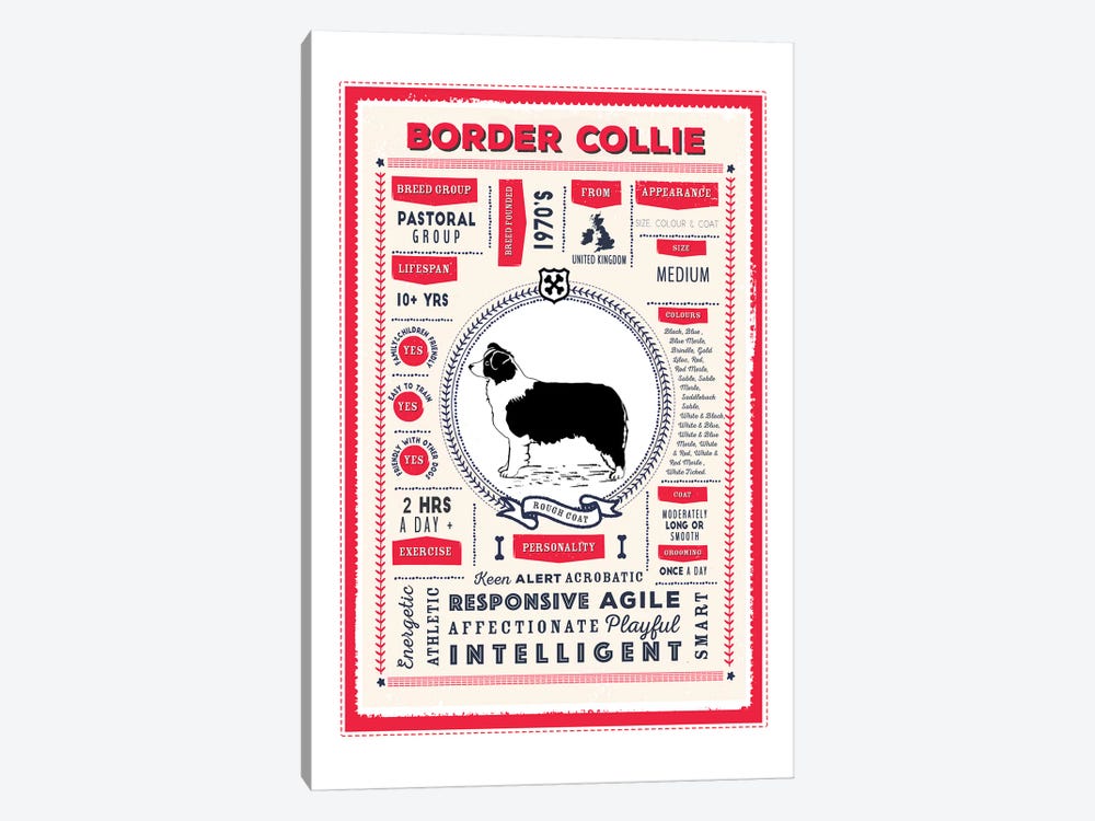 Border Collie - Rough Coat Infographic Red by PaperPaintPixels 1-piece Canvas Art