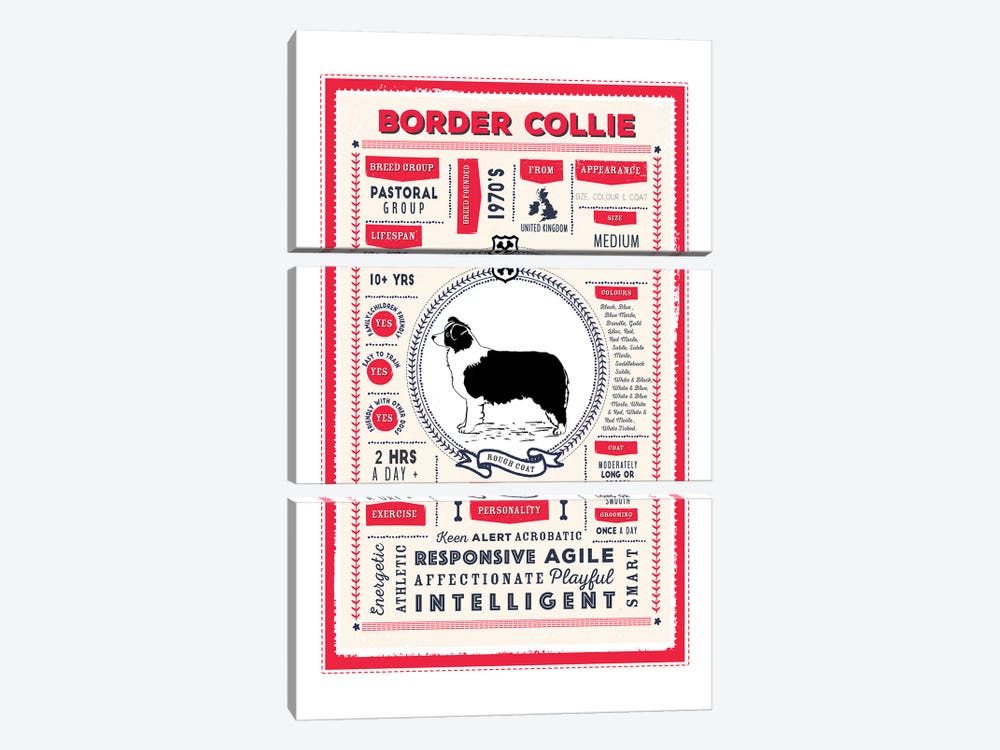 Border Collie - Rough Coat Infographic Red by PaperPaintPixels 3-piece Canvas Wall Art