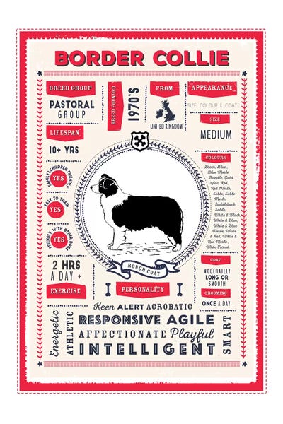 Border Collies: Border Collie - Red Rough Coat Infographic Red by PaperPaintPixels