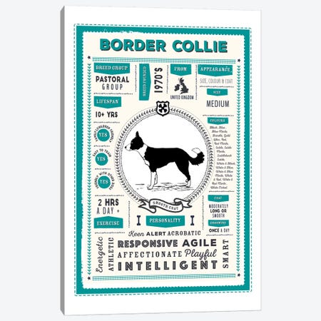 Border Collie - Smooth Coat Infographic Blue Canvas Print #PPX192} by PaperPaintPixels Canvas Artwork