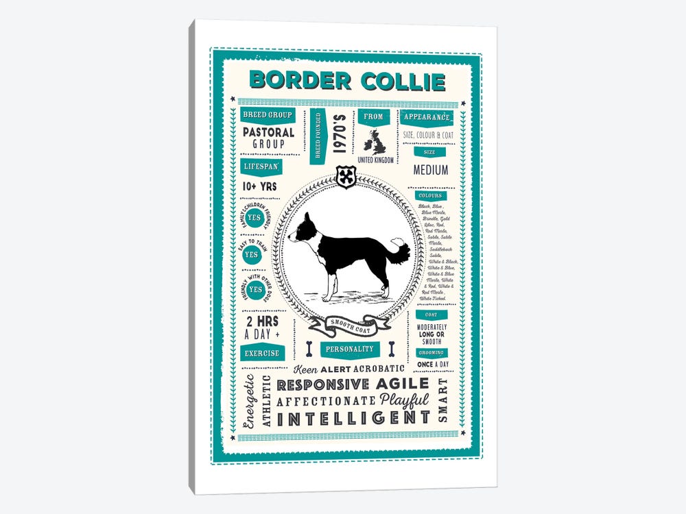 Border Collie - Smooth Coat Infographic Blue by PaperPaintPixels 1-piece Art Print