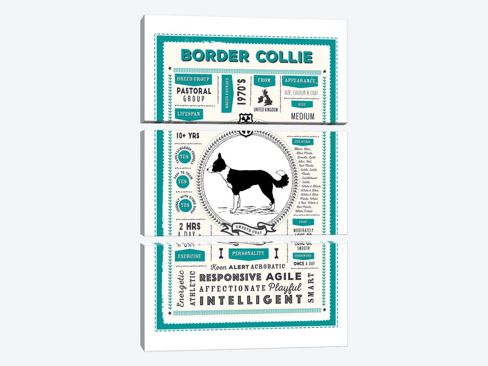 Border Collie - Smooth Coat Infographic Blue by PaperPaintPixels 3-piece Canvas Art Print