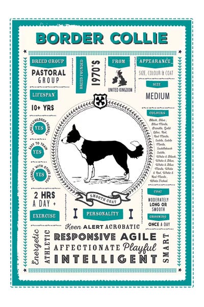 Border Collies: Border Collie - Blue Smooth Coat Infographic Blue by PaperPaintPixels