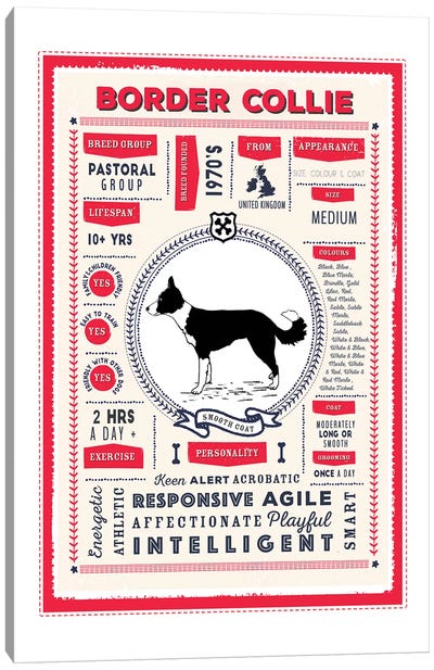 Border Collie - Smooth Coat Infographic Red Canvas Art Print - Border Collie Art