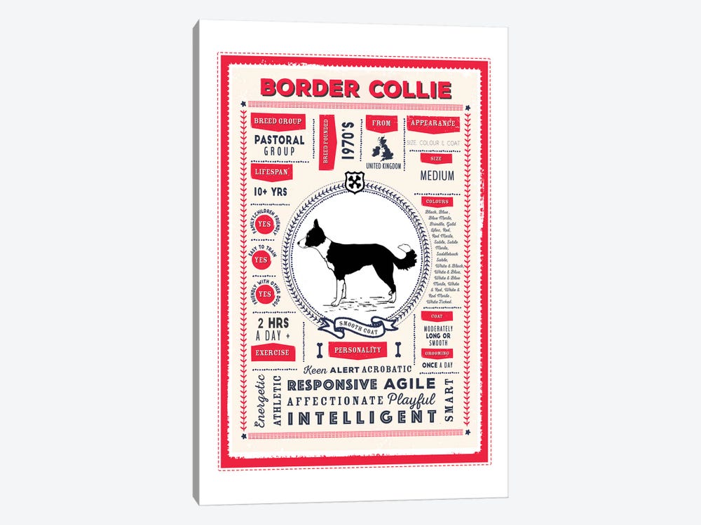 Border Collie - Smooth Coat Infographic Red by PaperPaintPixels 1-piece Canvas Artwork