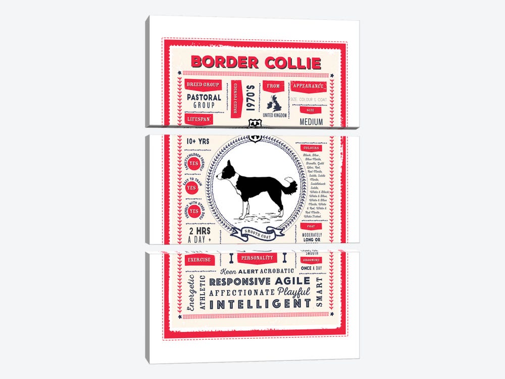 Border Collie - Smooth Coat Infographic Red by PaperPaintPixels 3-piece Canvas Artwork