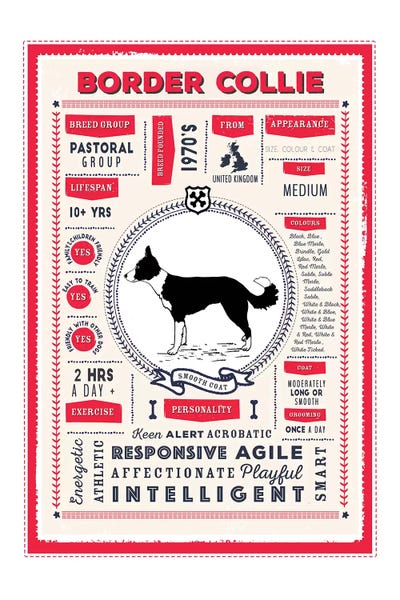 Border Collies: Border Collie - Red Smooth Coat Infographic Red by PaperPaintPixels