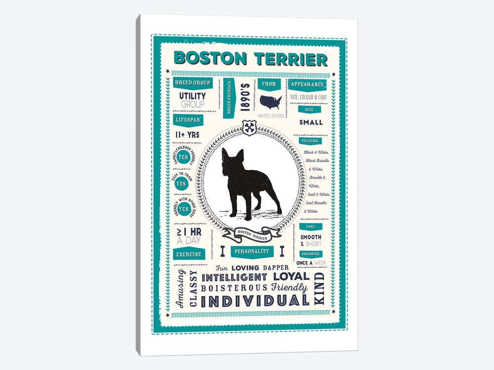 Boston Terrier Infographic Blue by PaperPaintPixels 1-piece Canvas Wall Art