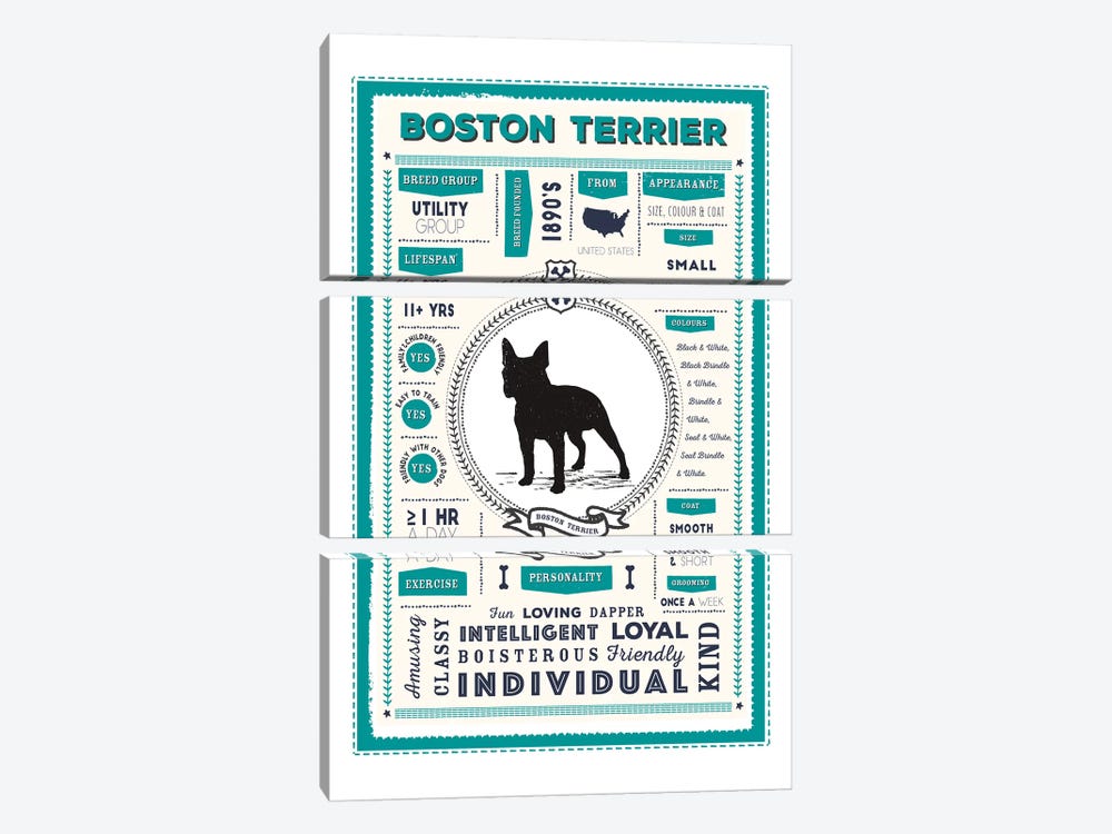 Boston Terrier Infographic Blue by PaperPaintPixels 3-piece Canvas Art