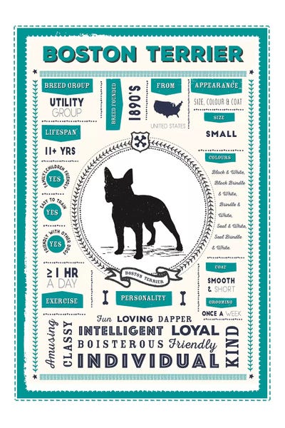 Terriers: Boston Terrier Infographic Blue by PaperPaintPixels