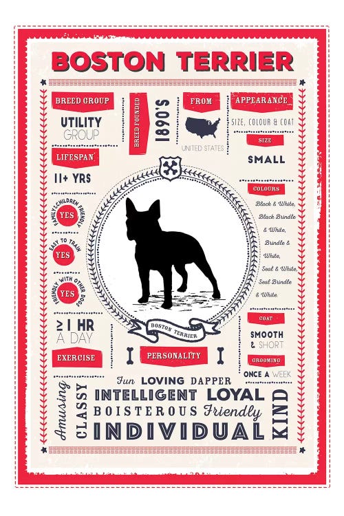 Boston Terrier Infographic Red