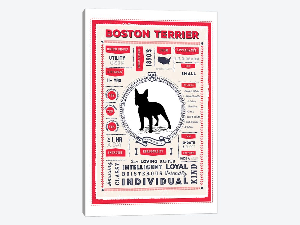 Boston Terrier Infographic Red by PaperPaintPixels 1-piece Art Print