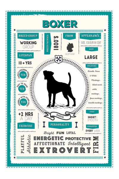 Boxers: Boxer Infographic Blue by PaperPaintPixels