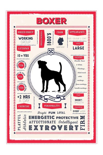 Boxer Infographic Red by PaperPaintPixels canvas print