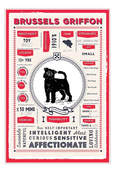 Brussels Griffon Infographic Red