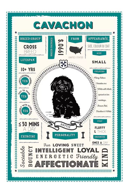 Cavachon Infographic Blue by PaperPaintPixels wall art