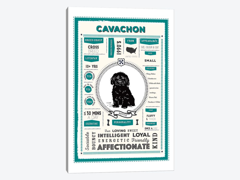Cavachon Infographic Blue by PaperPaintPixels 1-piece Canvas Wall Art