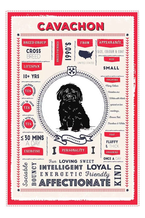 Cavachon Infographic Red