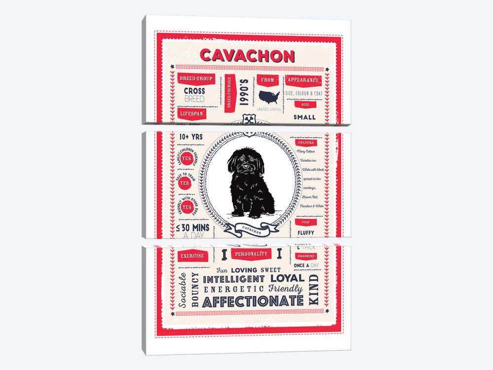 Cavachon Infographic Red by PaperPaintPixels 3-piece Canvas Art Print