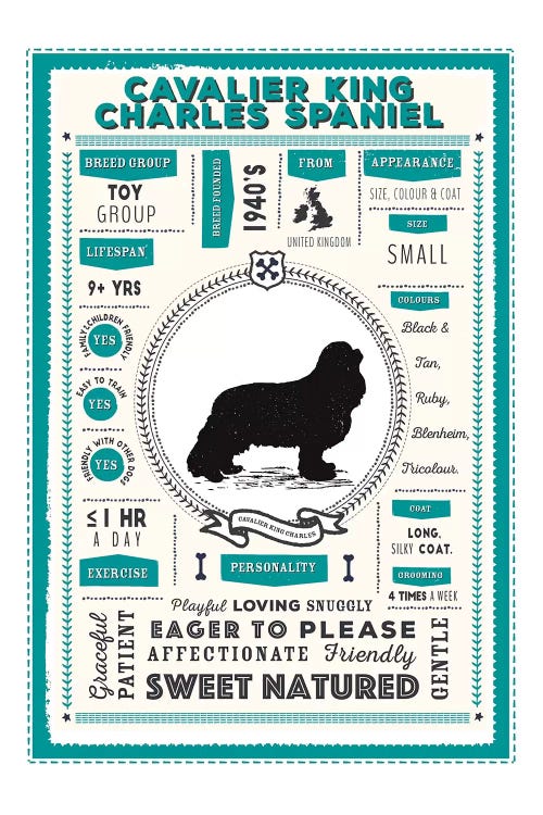 Cavalier King Charles Spaniel Infographic Blue