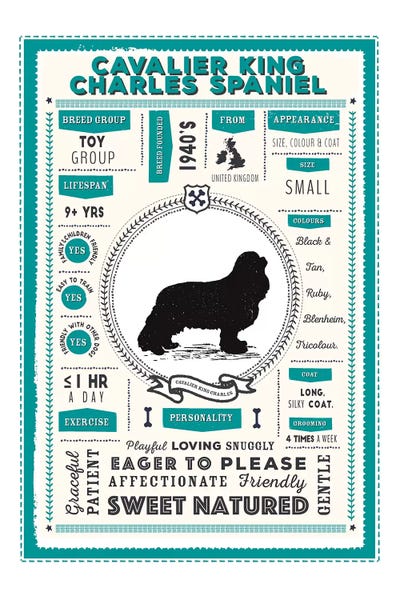 Spaniels: Cavalier King Charles Spaniel Infographic Blue by PaperPaintPixels