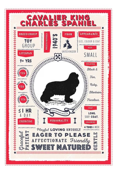 Spaniels: Cavalier King Charles Spaniel Infographic Red by PaperPaintPixels