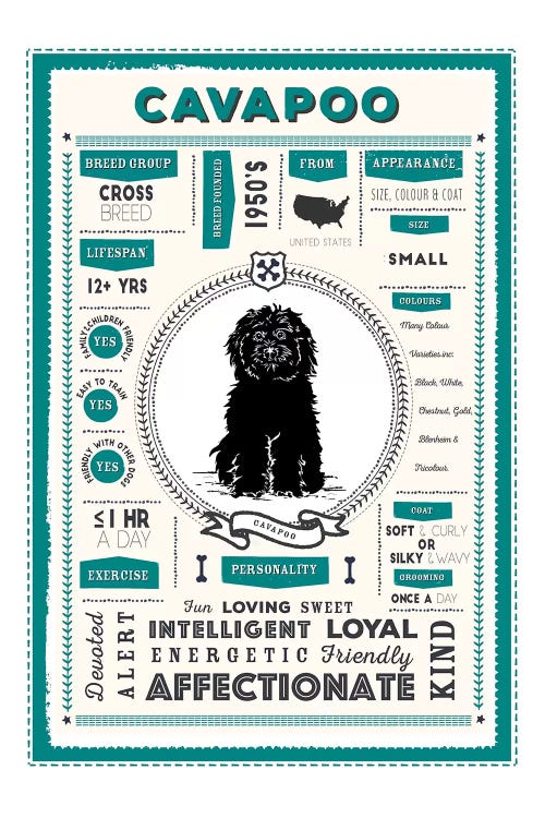 Cavapoo Infographic Blue