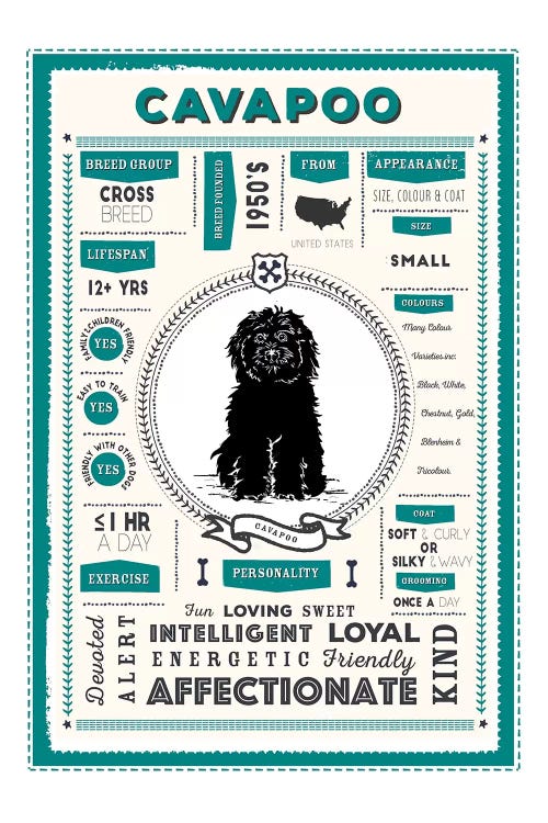 Cavapoo Infographic Blue by PaperPaintPixels wall art