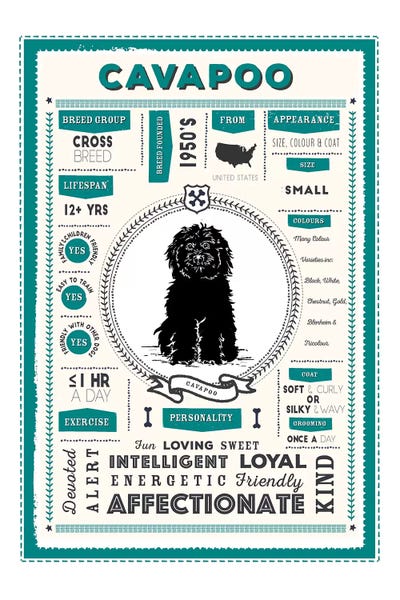 Crossbreeds: Cavapoo Infographic Blue by PaperPaintPixels