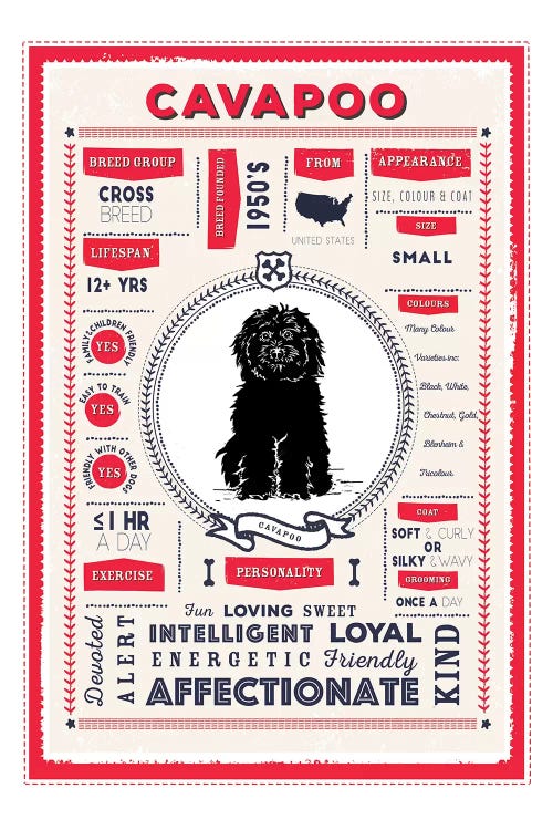 Cavapoo Infographic Red