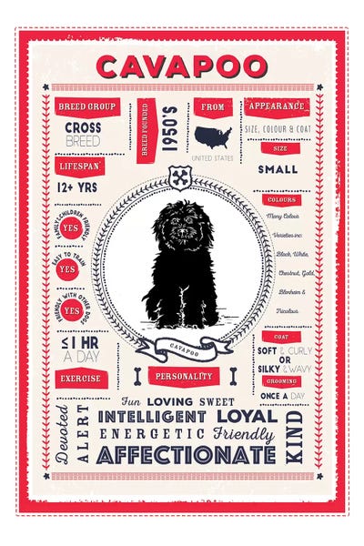 Crossbreeds: Cavapoo Infographic Red by PaperPaintPixels